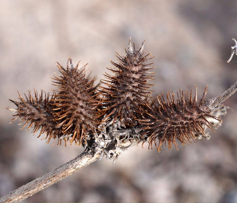 Изображение особи Xanthium orientale.