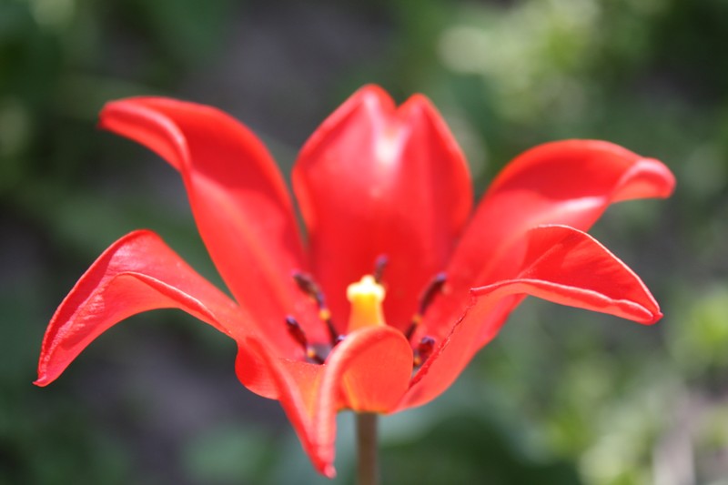 Image of Tulipa florenskyi specimen.
