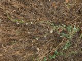Cynanchum acutum