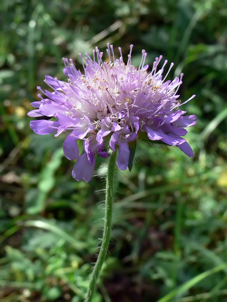 Image of Knautia arvensis specimen.