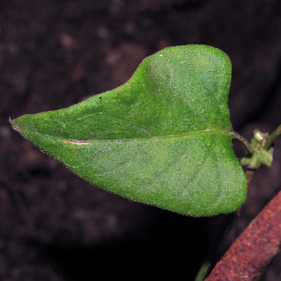 Изображение особи Fallopia convolvulus.