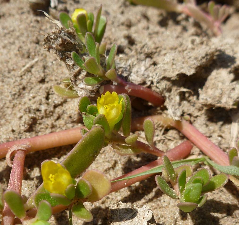 Image of Portulaca oleracea specimen.