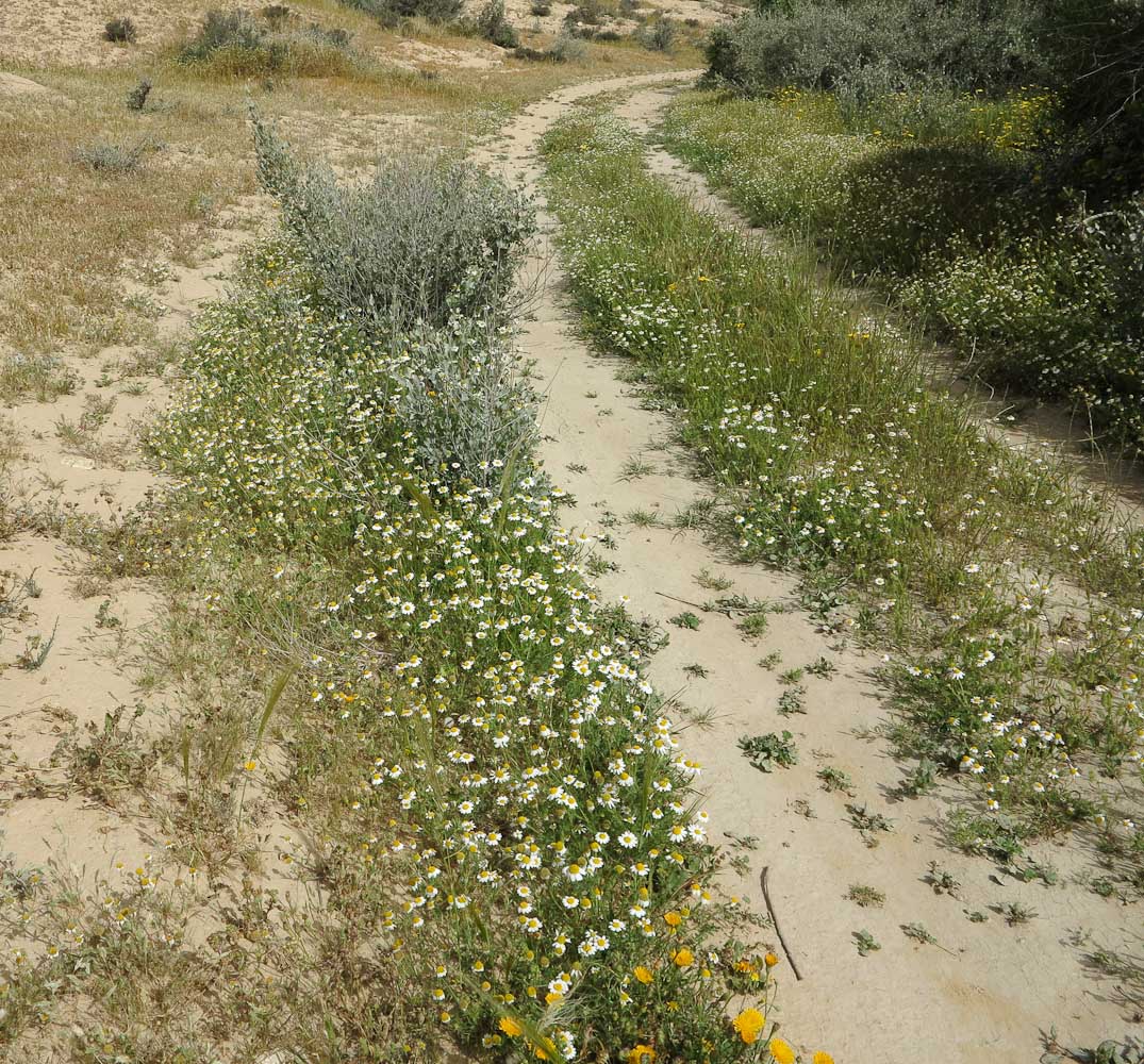 Image of Anthemis pseudocotula specimen.