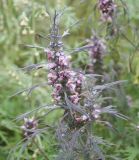 Leonurus glaucescens
