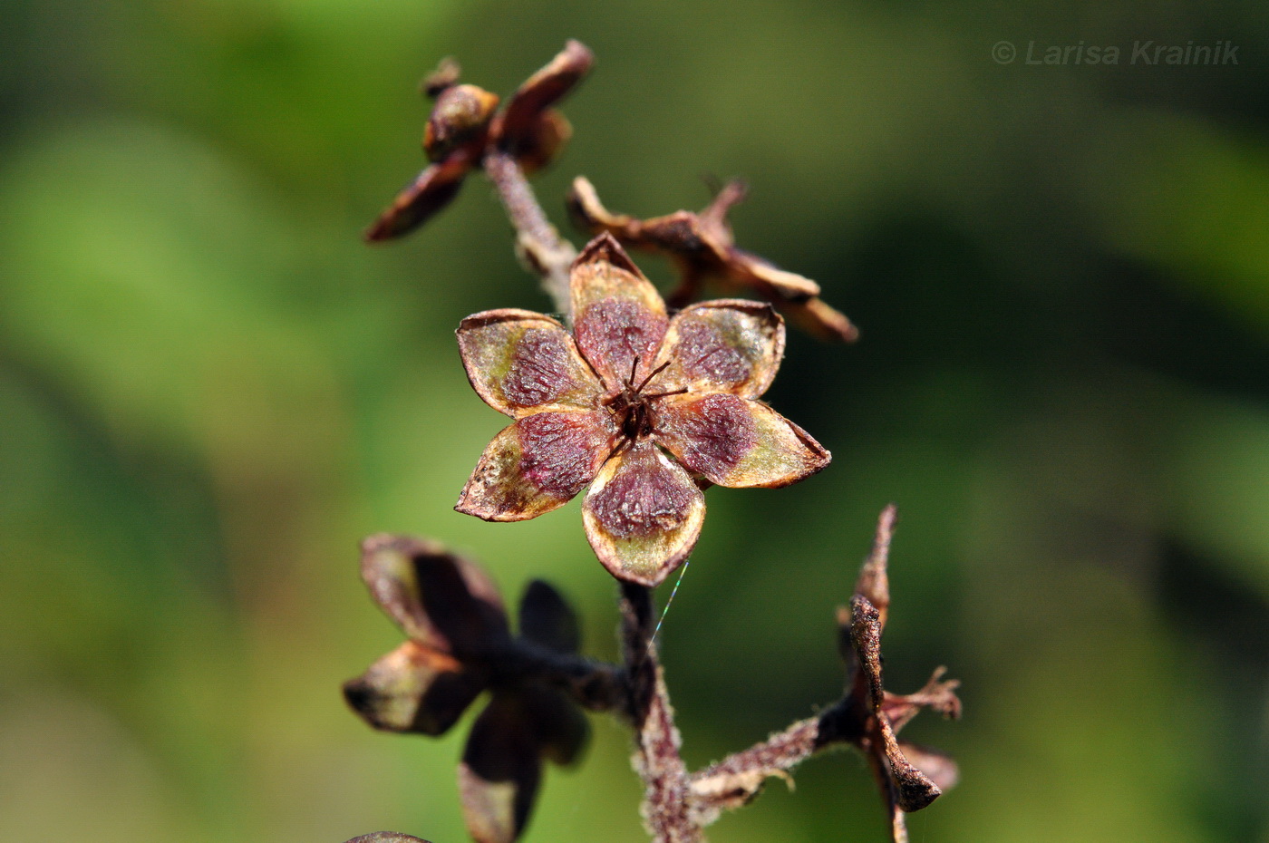 Изображение особи Veratrum ussuriense.