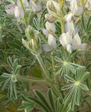 Lupinus palaestinus. Средняя часть побега (верхние листья и нижняя половина соцветия). Израиль, Тель-Авив, приморские пески. 25.03.2008.