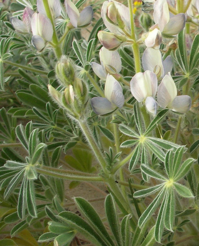 Image of Lupinus palaestinus specimen.