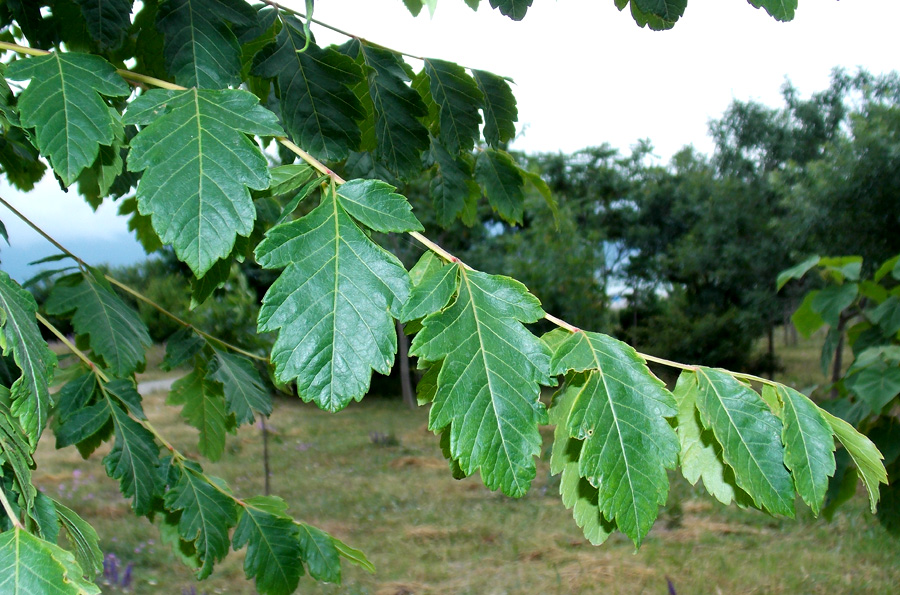 Изображение особи Koelreuteria paniculata.