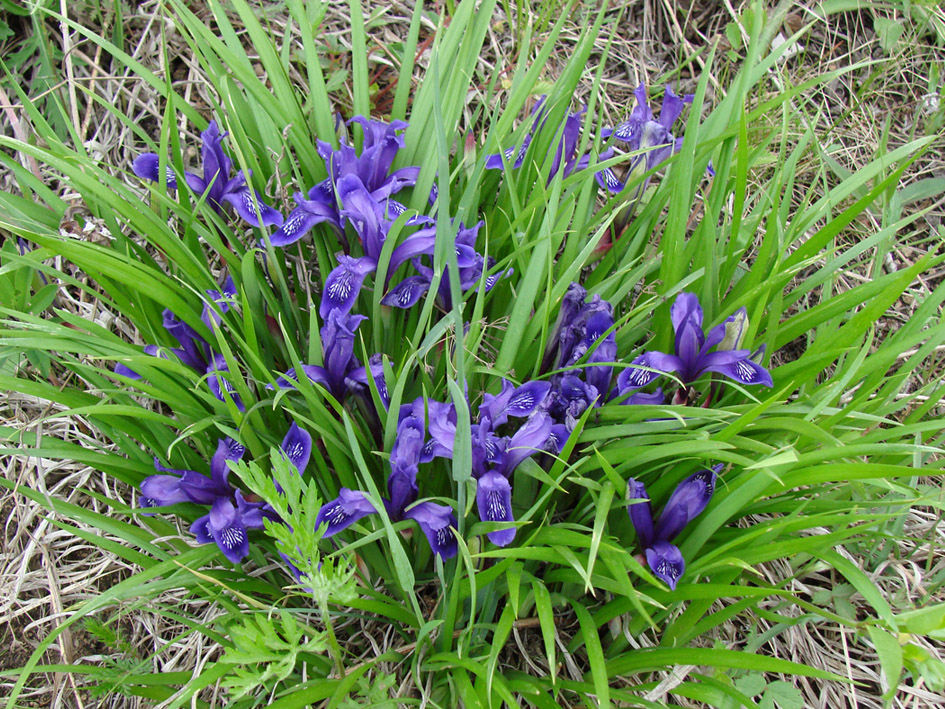 Image of Iris uniflora specimen.