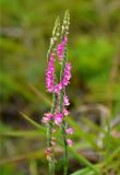 Spiranthes australis