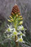 Eremurus lactiflorus. Соцветие. Южный Казахстан, Сырдарьинский Каратау, р-н перевала Куюк, ущелье правого притока ручья Куюк, каменистый склон западной экспозиции. 27.03.2016.