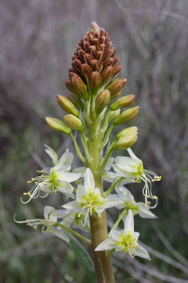 Image of Eremurus lactiflorus specimen.