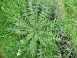 Carduus crispus. Листовая розетка растения первого года. Нидерланды, провинция Дренте. 21 октября 2006 г.