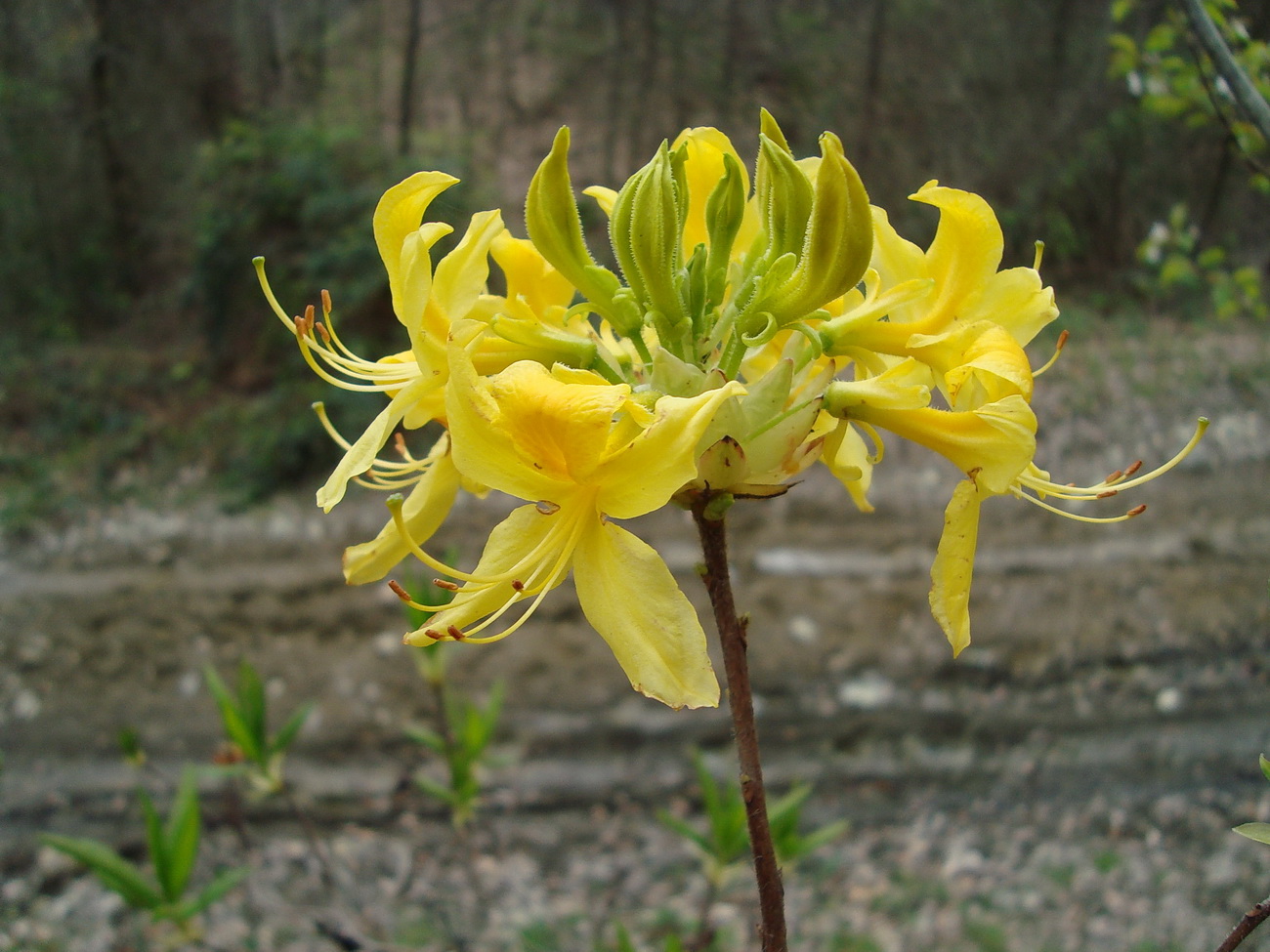 Image of Rhododendron luteum specimen.