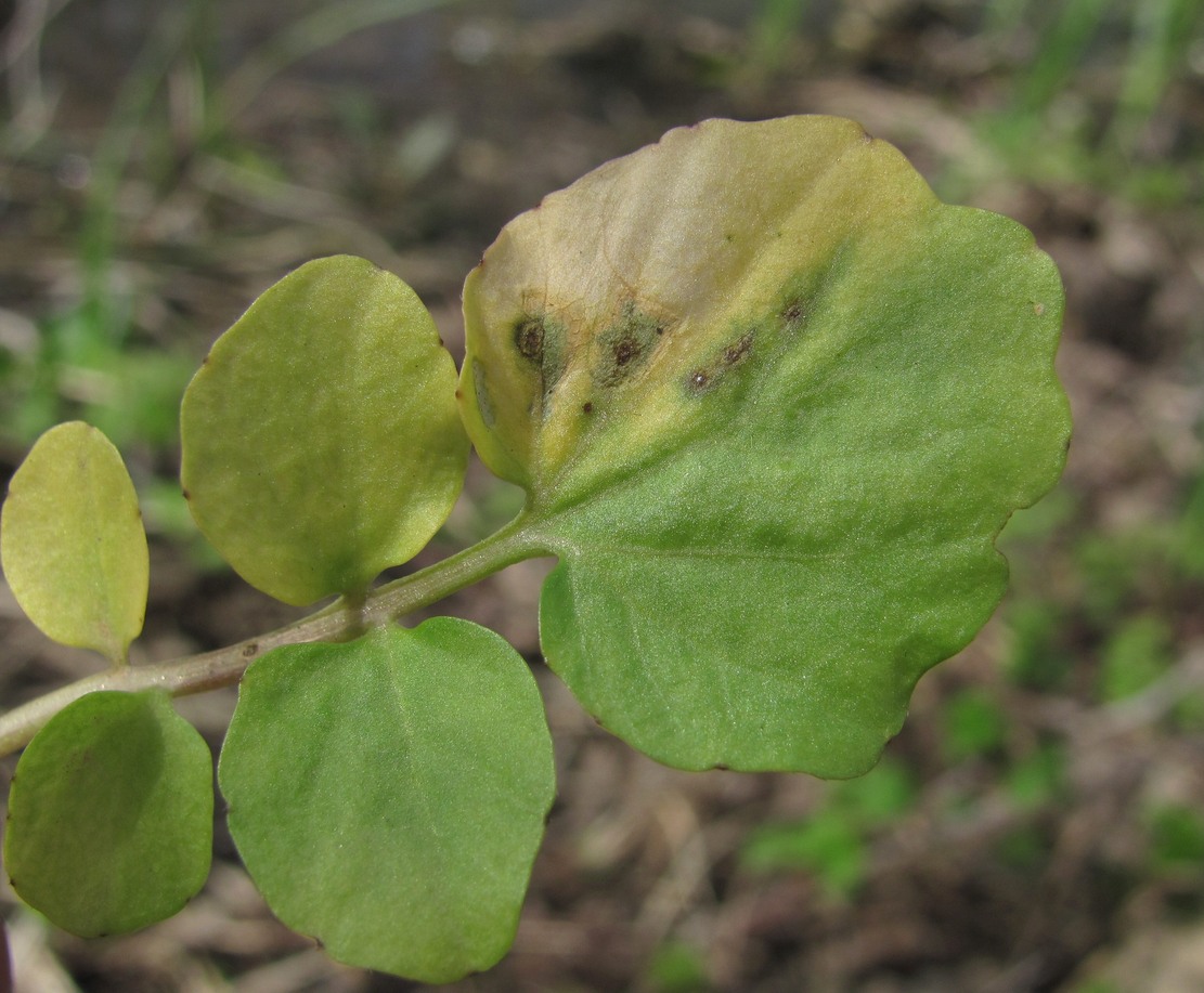 Изображение особи Cardamine tenera.