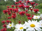 Monarda didyma