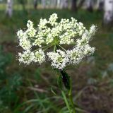 Kadenia dubia. Верхушка цветущего растения. Свердловская обл., г. Екатеринбург, окр. пос. Шабровский, берёзовый лес. 15.08.2015.