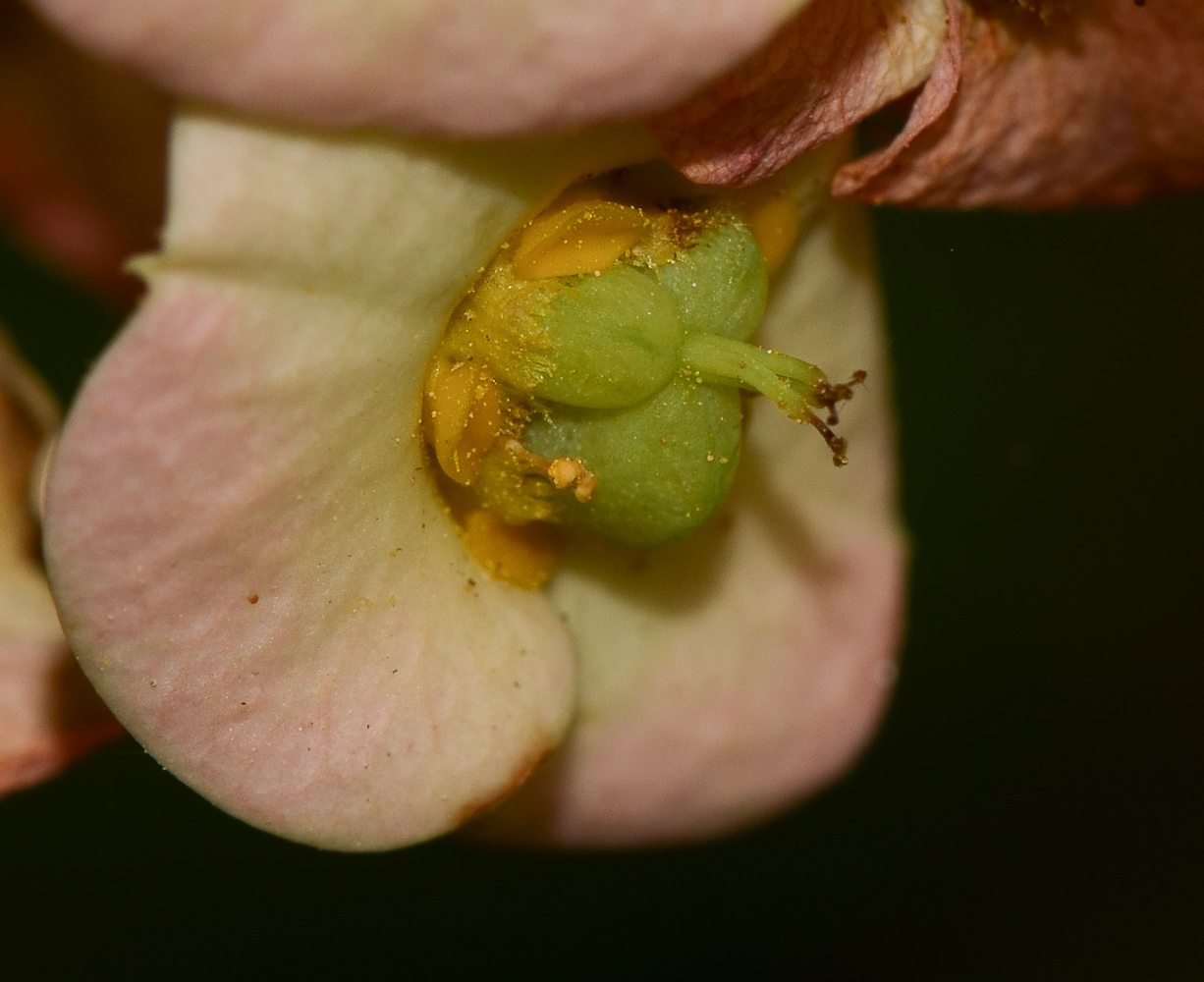 Image of Euphorbia splendens specimen.