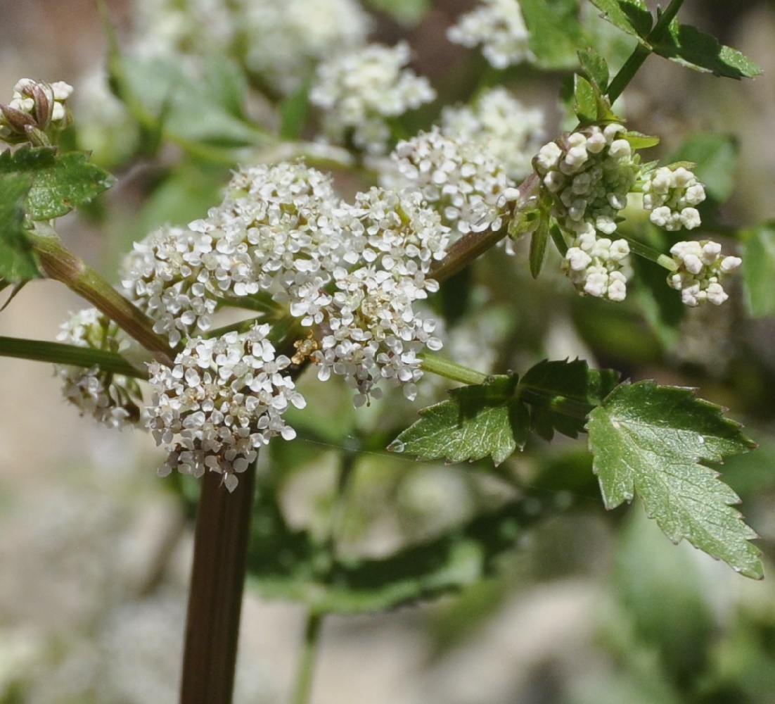 Изображение особи Apium nodiflorum.