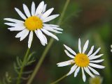 Tripleurospermum inodorum. Соцветия. Санкт-Петербург. 31.07.2009.