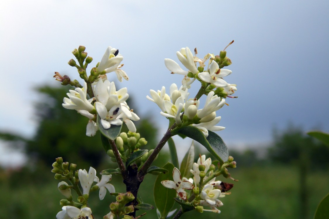 Изображение особи Ligustrum vulgare.