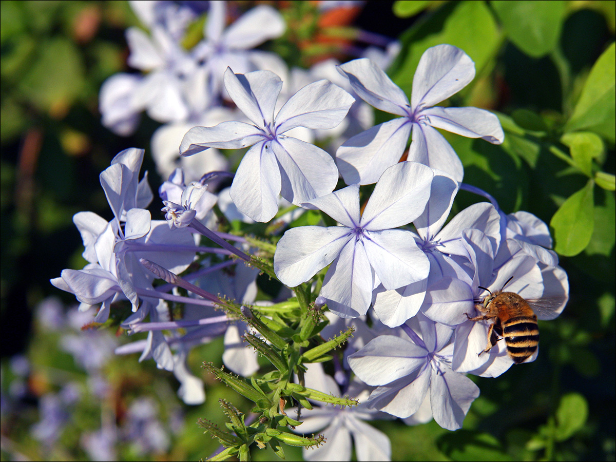 Изображение особи Plumbago auriculata.