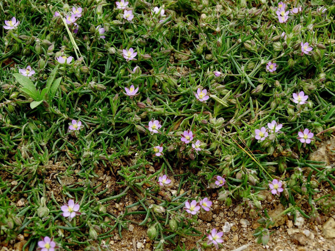 Image of genus Spergularia specimen.