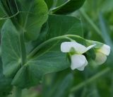Pisum sativum
