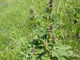 Phlomoides tuberosa