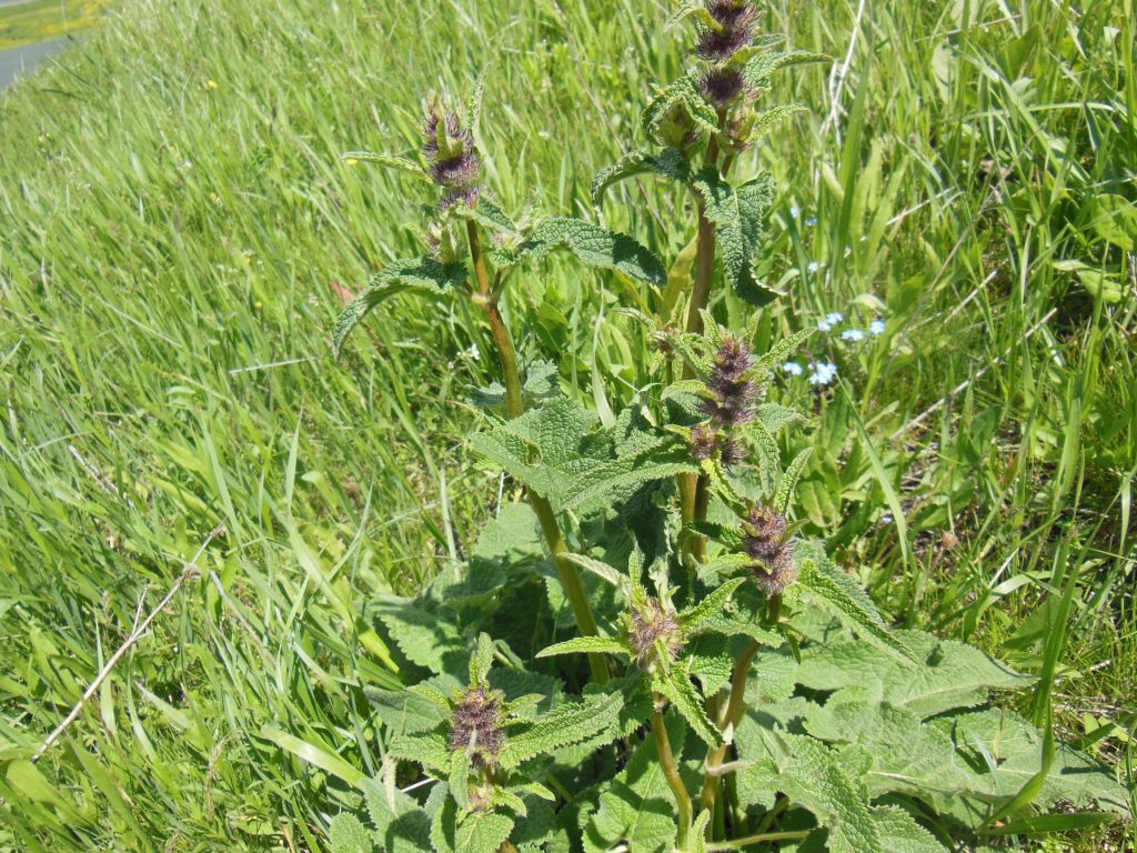 Image of Phlomoides tuberosa specimen.