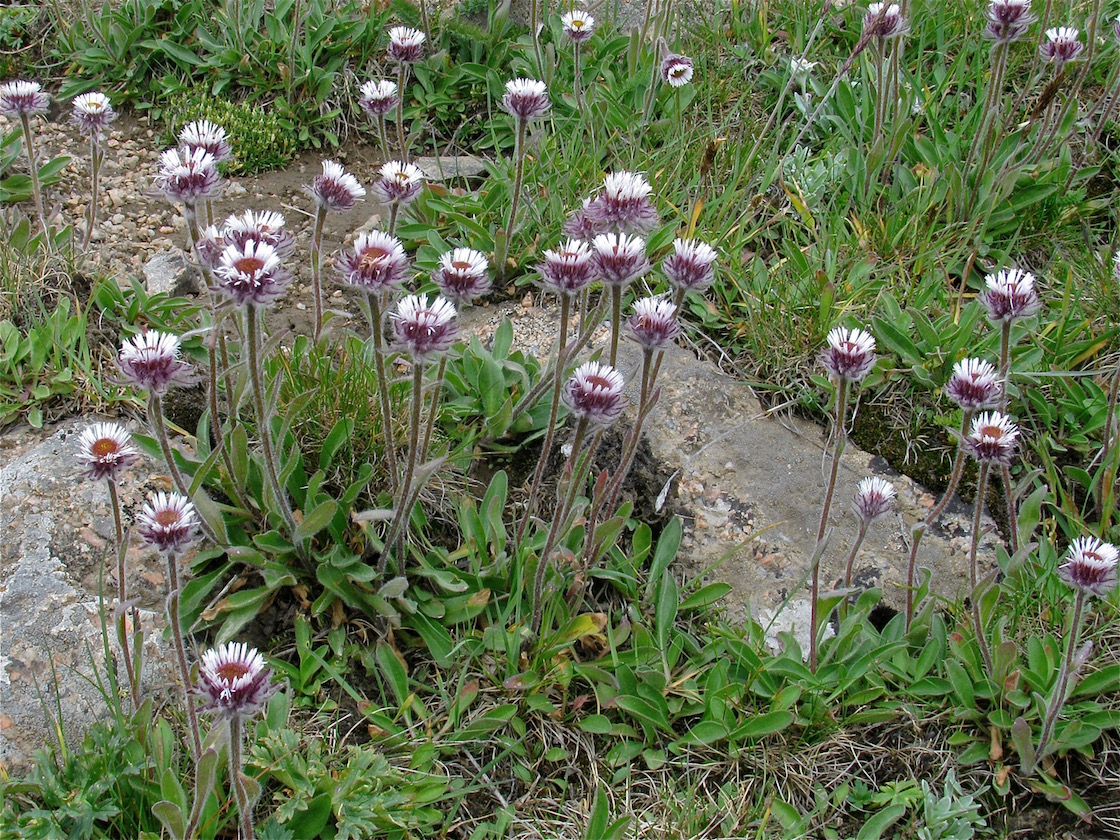 Image of Erigeron petiolaris specimen.