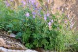 Geranium ferganense