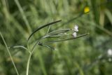 Epilobium palustre