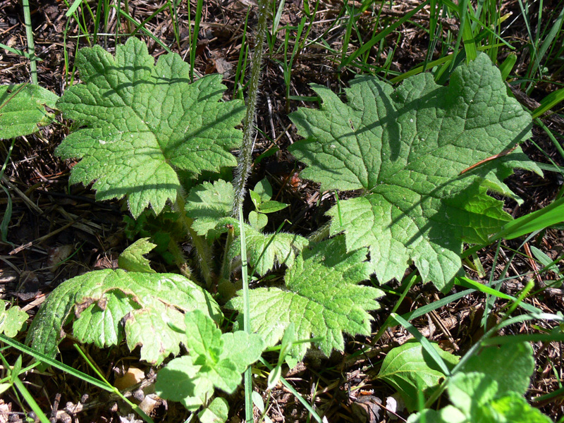 Image of Cortusa matthioli specimen.