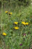 Hieracium reticulatum