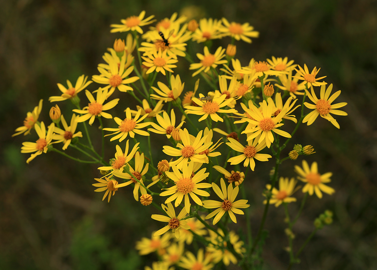 Изображение особи Senecio jacobaea.