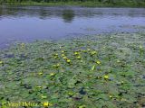 Nymphoides peltata. Край популяции с цветущими растениями. Черниговская обл., Новгород-Северский р-н, левый берег Десны. 27 июня 2016 г.