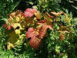 Rubus crataegifolius