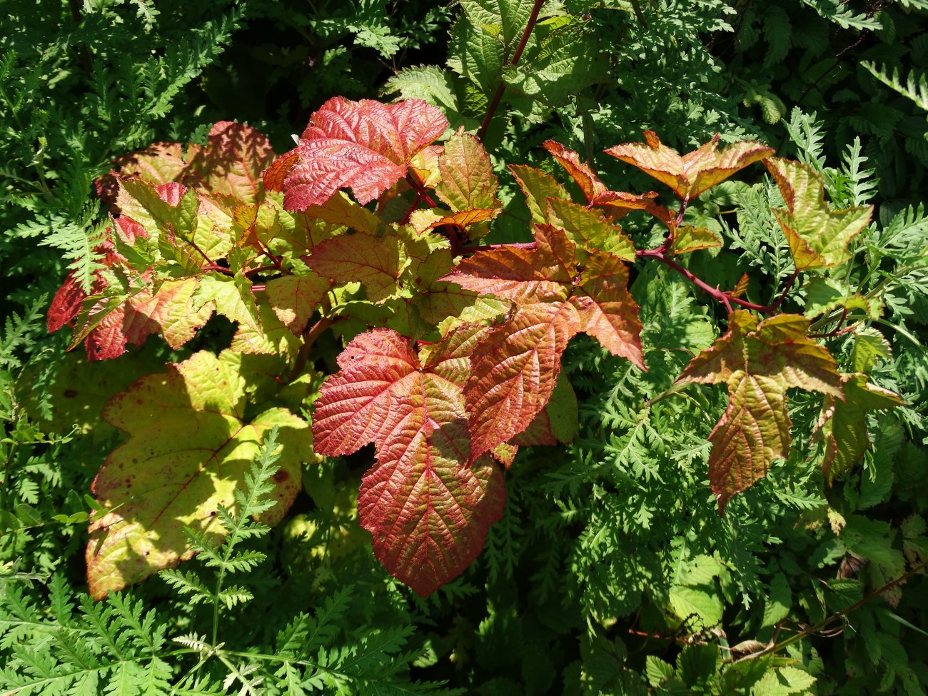 Изображение особи Rubus crataegifolius.