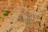 Gypsophila volgensis. Верхушка отцветшего растения. Татарстан, Новошешминский р-н, остепненный луг на увале в окр. села Татарское Утяшкино. 4 июля 2016 г.