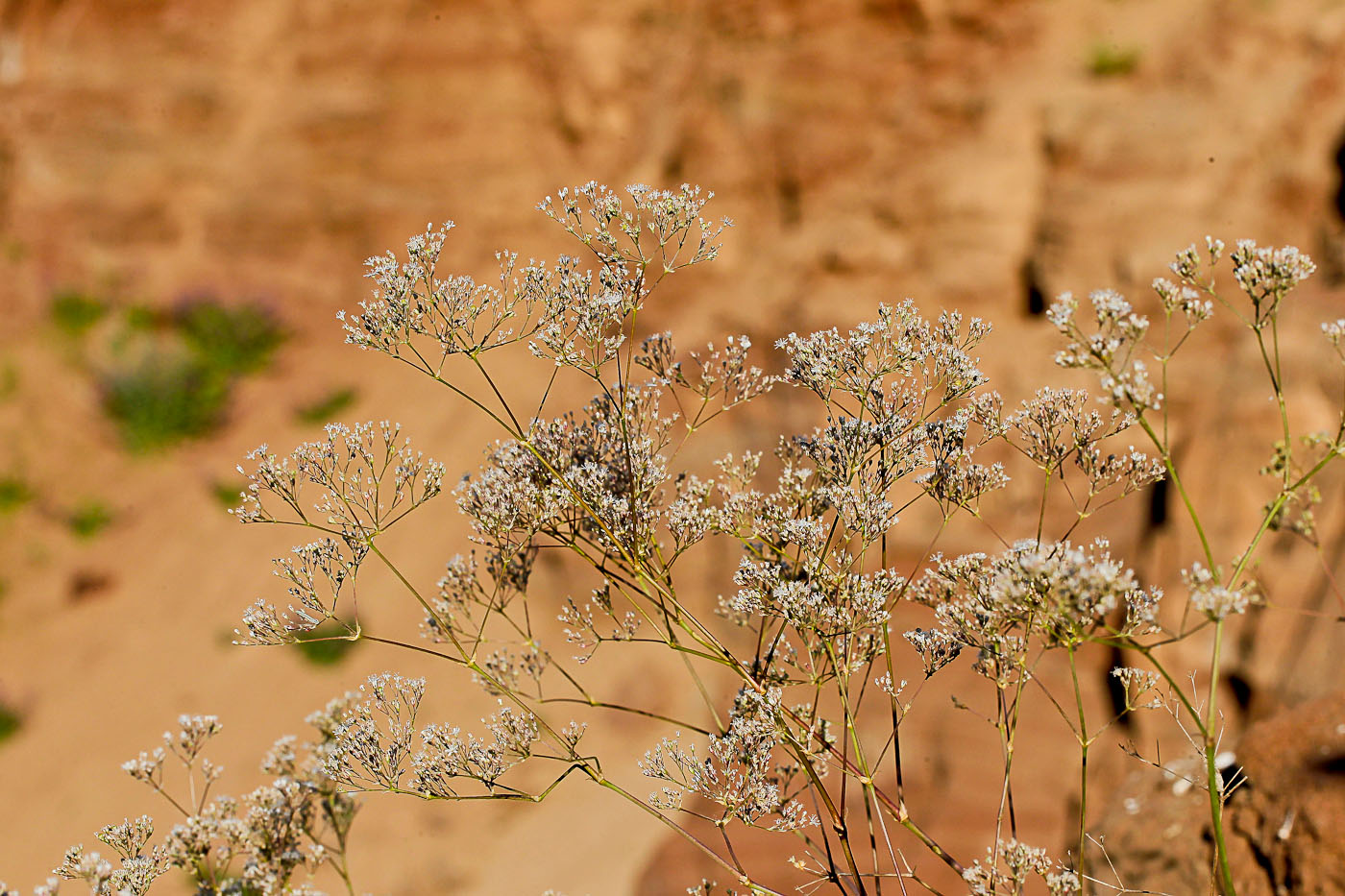 Изображение особи Gypsophila volgensis.