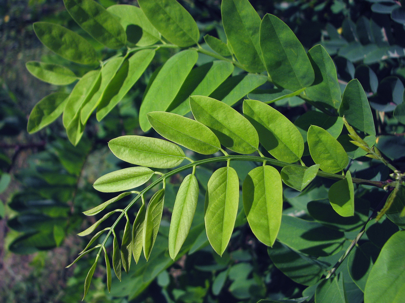 Image of genus Robinia specimen.