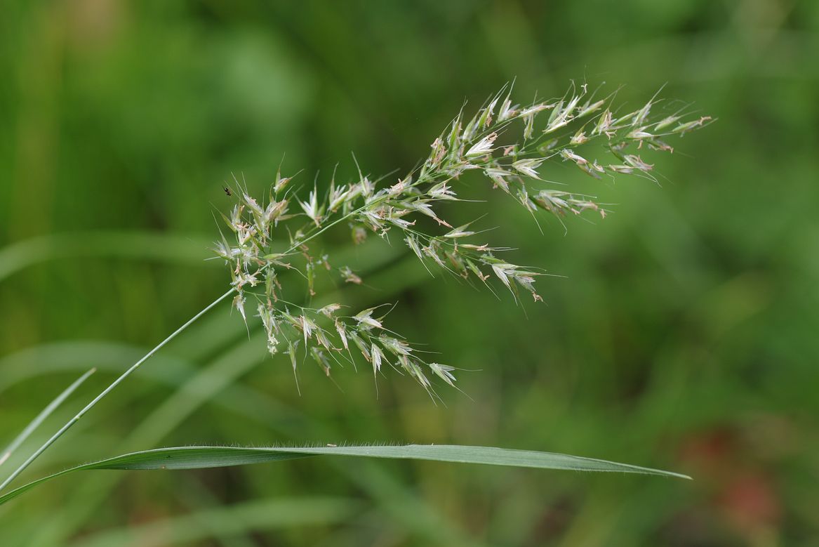 Изображение особи Trisetum flavescens.