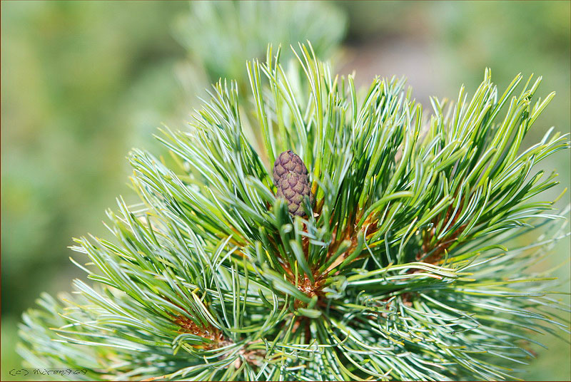 Image of Pinus pumila specimen.