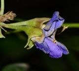 Sophora secundiflora