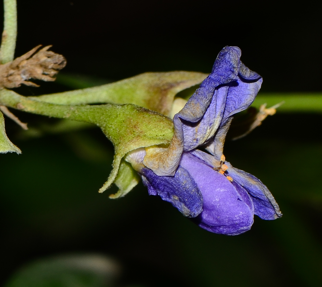 Image of Sophora secundiflora specimen.