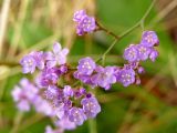 Limonium scoparium. Верхушка цветущего растения. Краснодарский край, Анапский р-н, заповедник \"Утриш\", берег солёной лагуны. 05.10.2016.