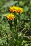 Trommsdorffia ciliata