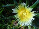 Carpobrotus edulis