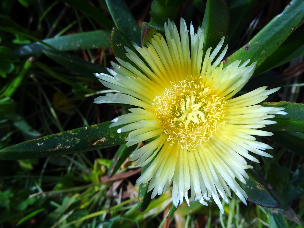 Image of Carpobrotus edulis specimen.